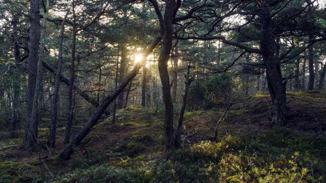 Solnedgang i skogen